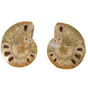 Cut Split Pair Polished Ammonite Fossil Crystal with Stands Small 3" x 2.5"